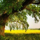  Фотообои Дерево на цветущем поле Артикул 0862 на заказ по своим размерам от ТМ Walldeco в интерьере. Вариант 