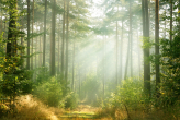  Фотообои Солнечный свет в лесу Артикул 1663 на заказ по своим размерам от ТМ Walldeco в интерьере. Вариант 10