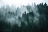  Фотообои Туман в лесу Артикул 36599 на заказ по своим размерам от ТМ Walldeco в интерьере. Вариант 10