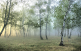  Фотообои Туманный березовый лес Артикул u25820 на заказ по своим размерам от ТМ Walldeco в интерьере. Вариант 8