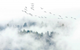  Фотообои Туманный лес и птицы Артикул u32480 на заказ по своим размерам от ТМ Walldeco в интерьере. Вариант 