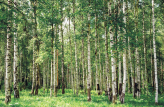  Фотообои Березовый лес Артикул u52530 на заказ по своим размерам от ТМ Walldeco в интерьере. Вариант 9
