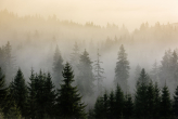  Фотообои Силуэт темной ели, окруженный туманом Артикул u96999 на заказ по своим размерам от ТМ Walldeco в интерьере. Вариант 2