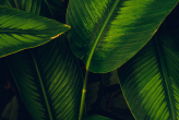  Фотообои Вид крупным планом на фоне тропических листьев, концепция темной природы Артикул u97017 на заказ по своим размерам от ТМ Walldeco в интерьере. Вариант 2