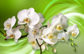  Фотообои Белые орхидеи на зеленом фоне Артикул u70598 на заказ по своим размерам от ТМ Walldeco в интерьере. Вариант 
