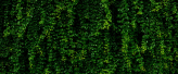  Фотообои Темно-зеленый тропический лист Артикул u94381 на заказ по своим размерам от ТМ Walldeco в интерьере. Вариант 1