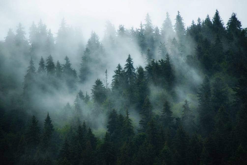 Фотообои Туман в лесу Артикул 36599, купить фотообои на стену ТМ Walldeco