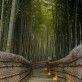 лес бамбук дерево