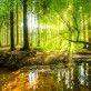 деревья пруд вода лес утро солнце лучи