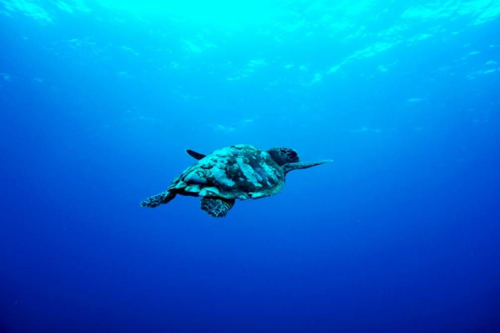 Фотообои Зеленая морская черепаха Артикул nus_10015, купить фотообои на стену ТМ Walldeco