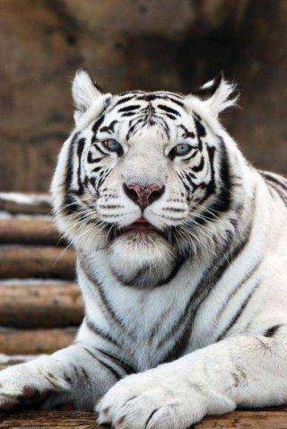 Фотошпалери Білий тигр