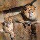 лев львица природа
