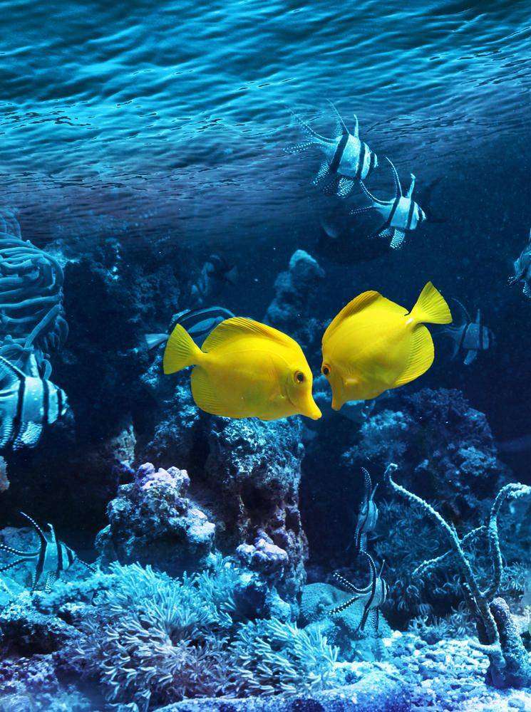 Фотообои Желтые рыбки Артикул 29620, купить фотообои на стену ТМ Walldeco