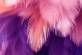 Розовые и фиолетовые перья крупный план