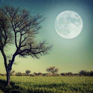 Картины поле дерево луна полнолуние небо