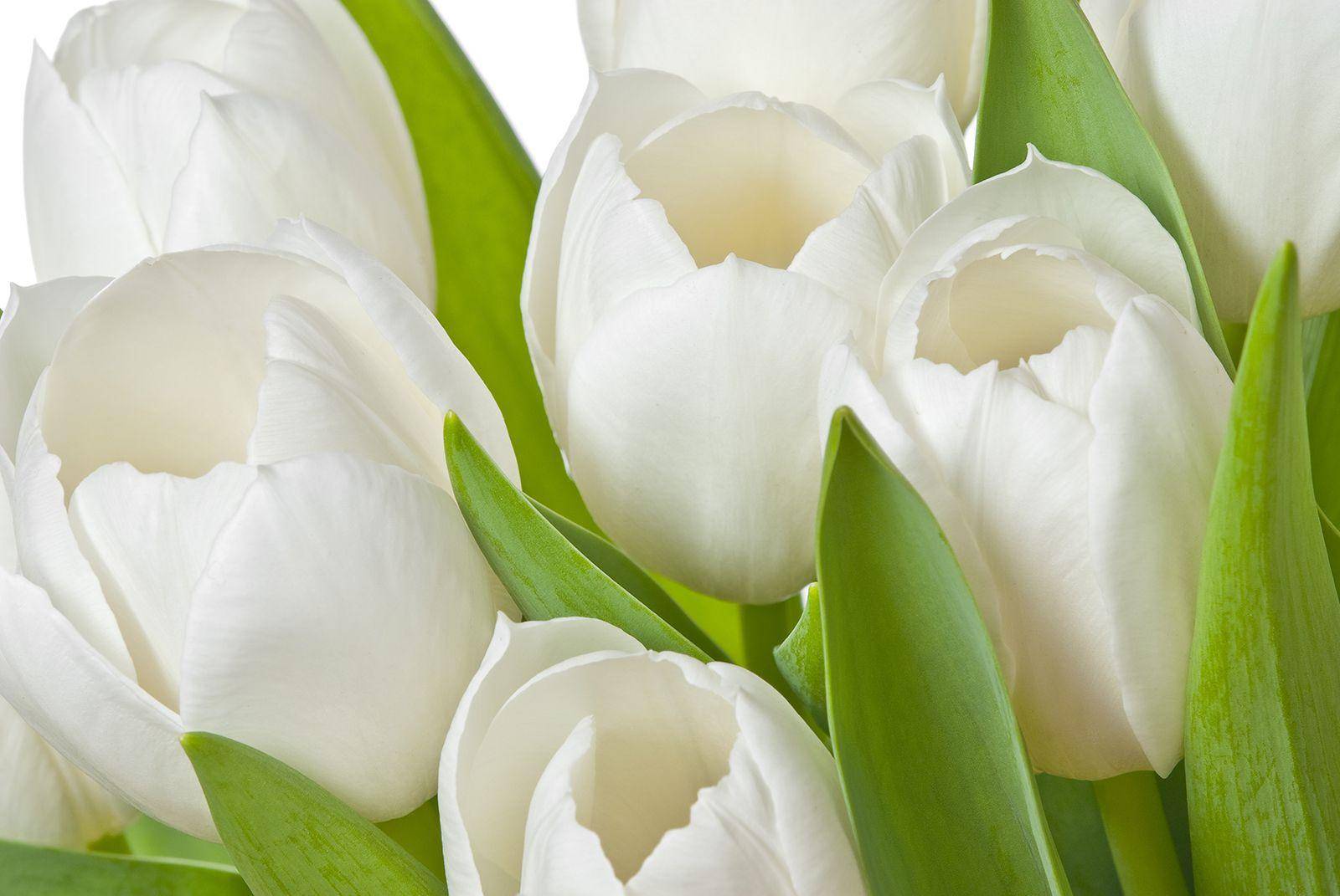 Фотообои Белые тюльпаны Артикул 14972, купить фотообои на стену ТМ Walldeco