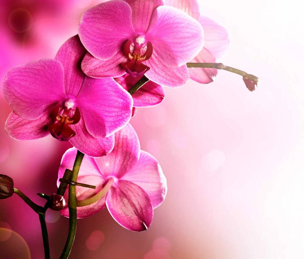Фотообои Цветы на розовом фоне Артикул 20410, купить фотообои на стену ТМ Walldeco