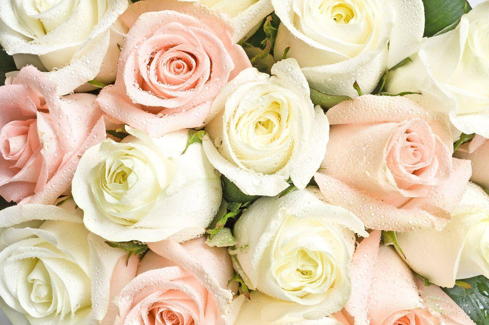 Фотообои Капли росы на розах Артикул 3015, купить фотообои на стену ТМ Walldeco