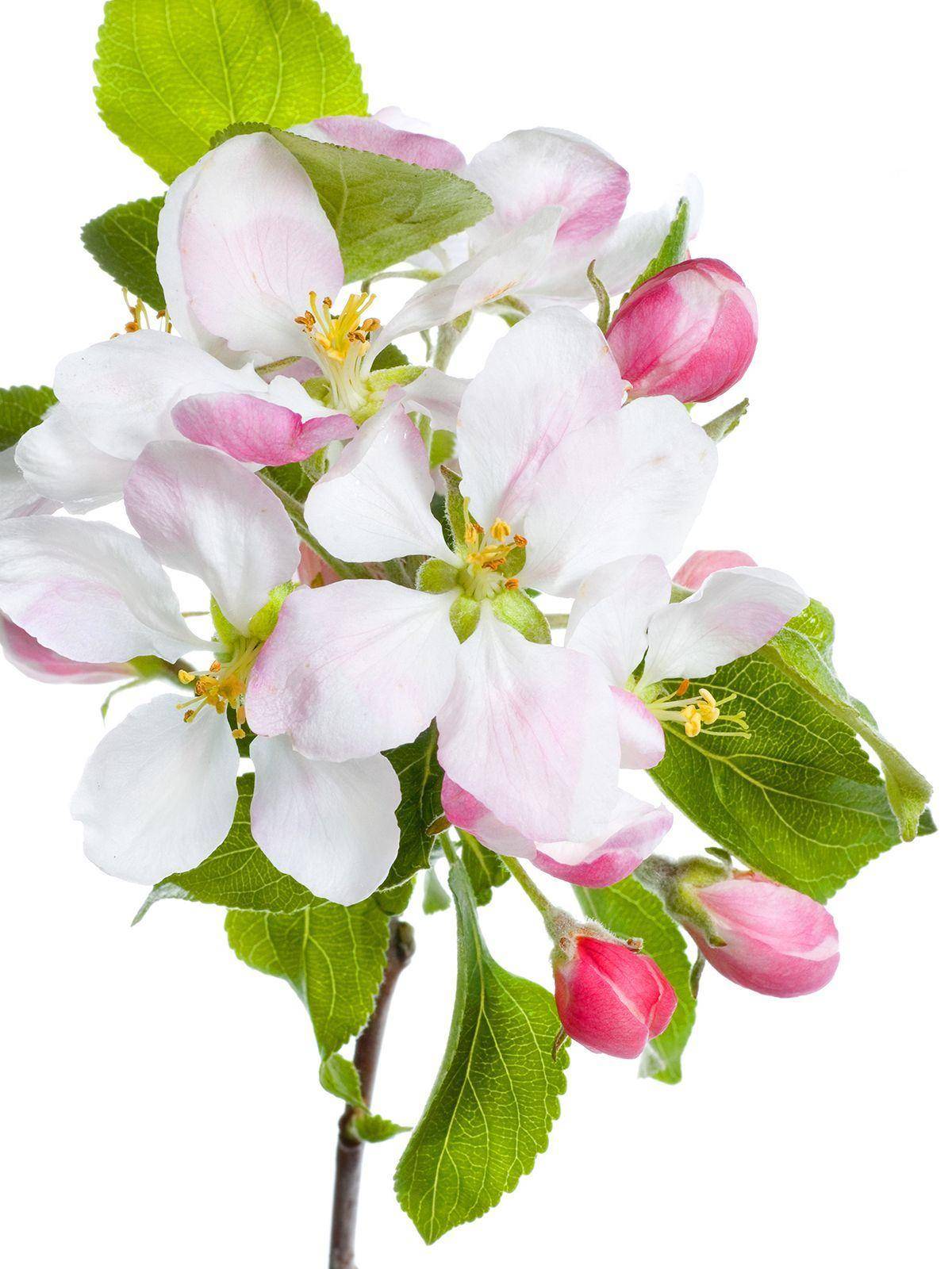 Фотообои Цветущая яблоня Артикул 3073, купить фотообои на стену ТМ Walldeco