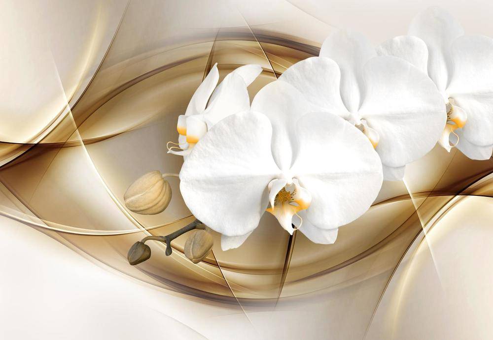 Фотообои Крупная белая орхидея Артикул 33520, купить фотообои на стену ТМ Walldeco