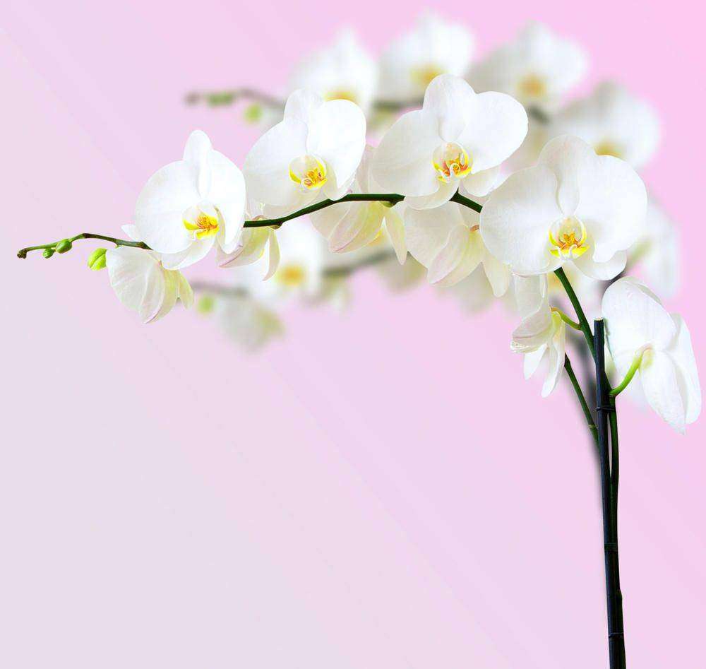 Фотообои Белые орхидеи Артикул 7508, купить фотообои на стену ТМ Walldeco