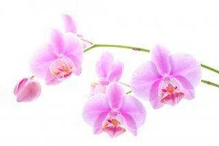 Фотообои Ветка сиреневой орхидеи