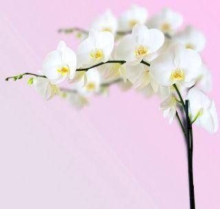 Фотообои орхидеи цветы