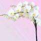 орхидеи цветы
