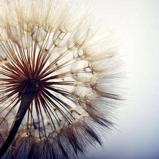Фотошпалери 3д кульбаба квітка макро