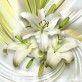 ткань лилия цветок 3д
