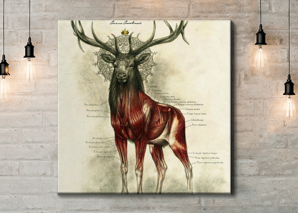 Картина Анатомия оленя Артикул 28557, купить картину на холсте ТМ Walldeco