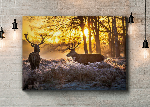 Картина Два оленя Артикул 35116, купить картину на холсте ТМ Walldeco